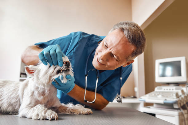 Best 24-Hour Emergency Dentist in Greenville, PA